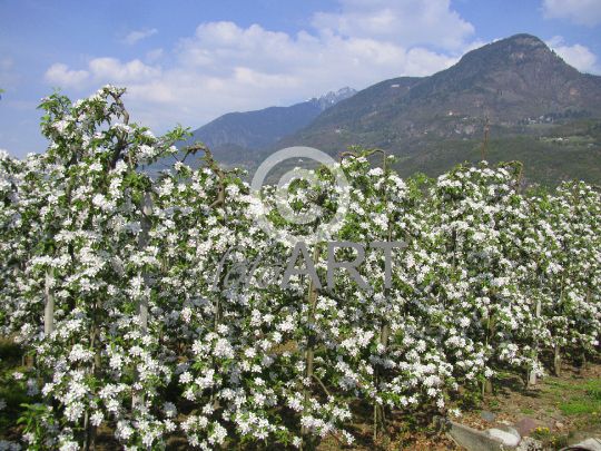 Apfelblüte in Südtirol