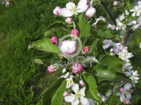 Apfelblüte in Südtirol